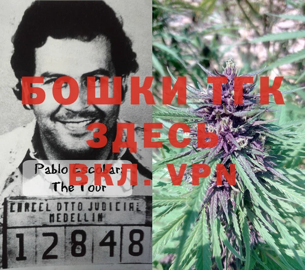 прущие грибы Надым